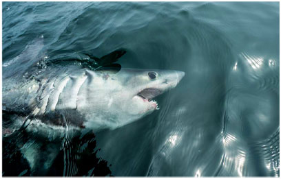 shark-media
