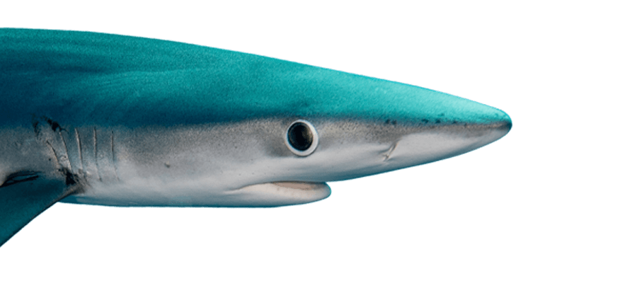blue-shark-bg2